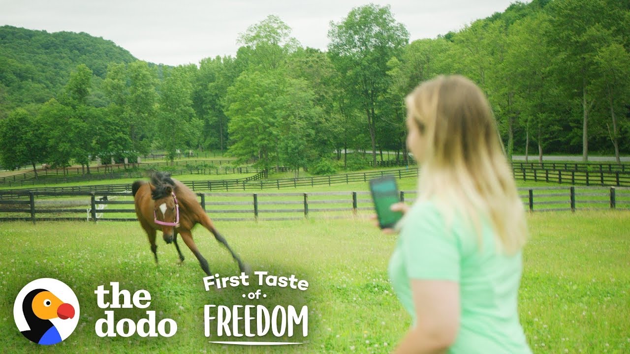 Starving Horse Finds Happiness